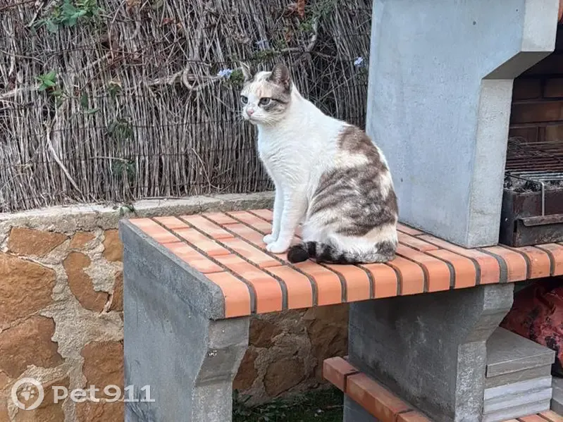 Perdido gato hembra, Avinguda Neptú, El Toro, Palma — no ha vuelto a casa desde el sábado - photo