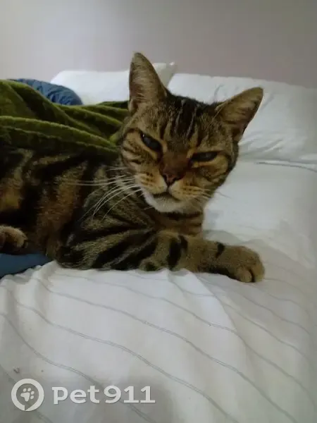 Gato desaparecido Macho (brl002888) - photo