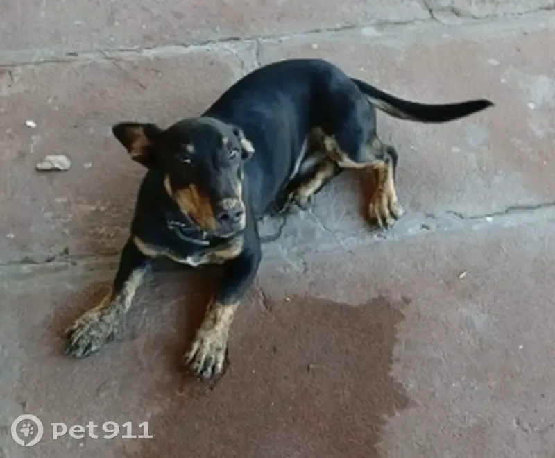 Cachorro perdido Macho (brl002889) - photo