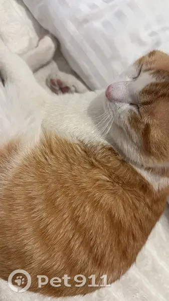 Perdido gato macho, Carrer dels Almogàvers, 20, Barcelona - suele subir al patio cada día - photo