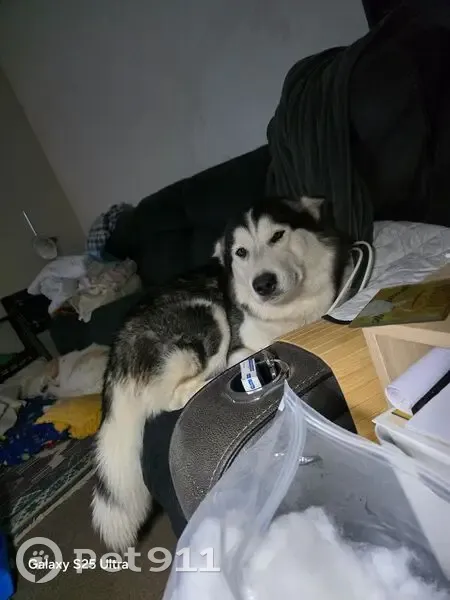 Lost dog, Guerin Road, 68, Murray Bridge - female, microchipped - photo