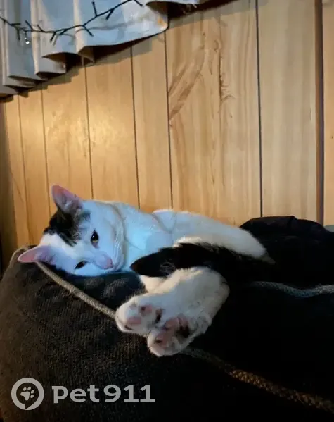 Lost cat, Thomas Street, 62, Bunbury - female, timid but friendly - photo