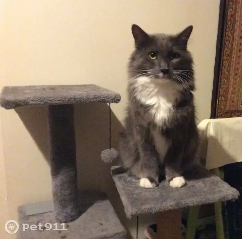 Lost cat, Kylena Glade, Wanneroo - male, grey and white, microchipped - photo