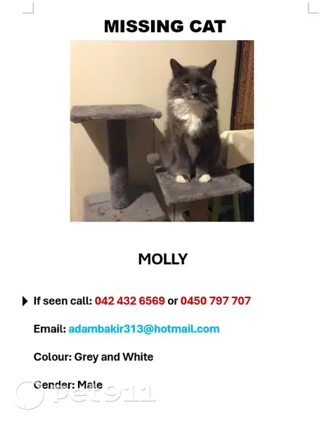 Lost cat, Kylena Glade, 1, Joondalup, Wanneroo - male, grey and white Domestic Medium Hair, chipped - photo