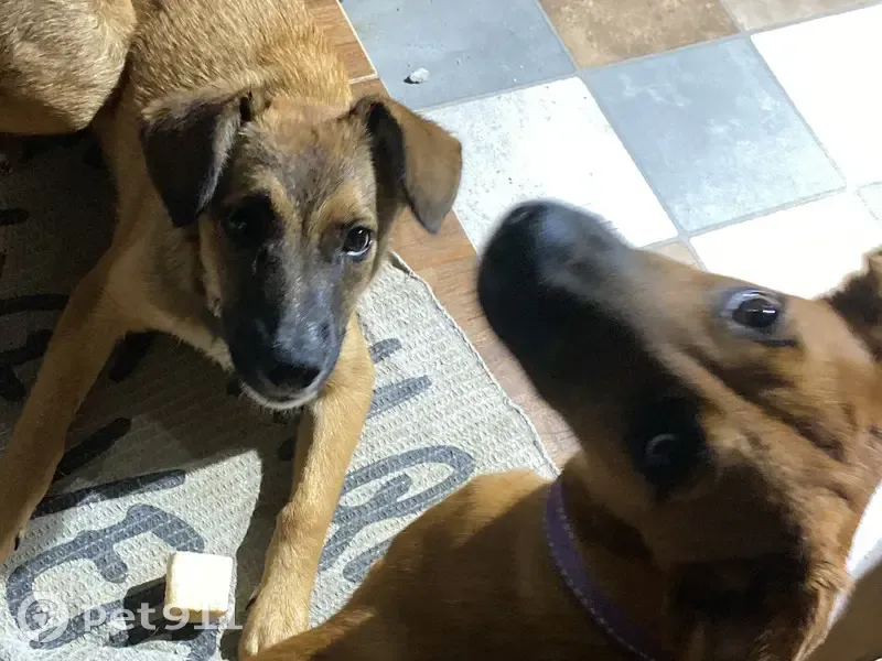 Cachorro perdido Fêmea (brl002890) - photo