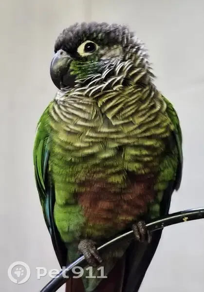 Lost bird, Woodgate Road, Cape Town - blind in one eye - photo