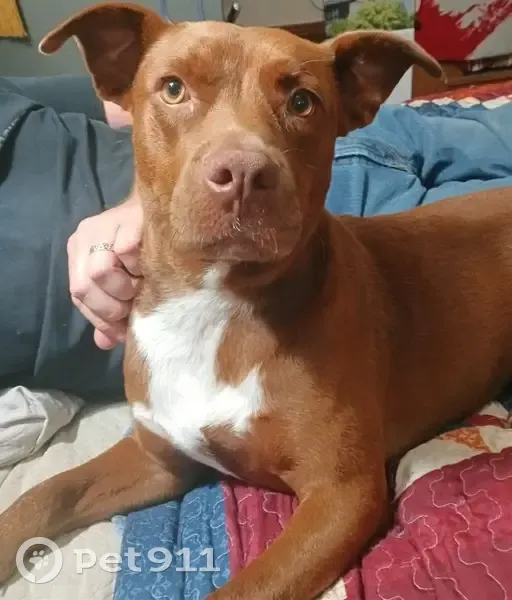 Lost dog, Pearman Road, 43, Laurel, Waynesboro - female, red with a white chest patch - photo