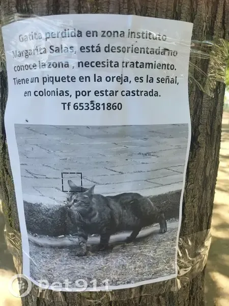 Perdido gato, Calle Flor de Porcelana, 2, Sevilla — adulta atigrada, con corte en V en la oreja derecha - photo