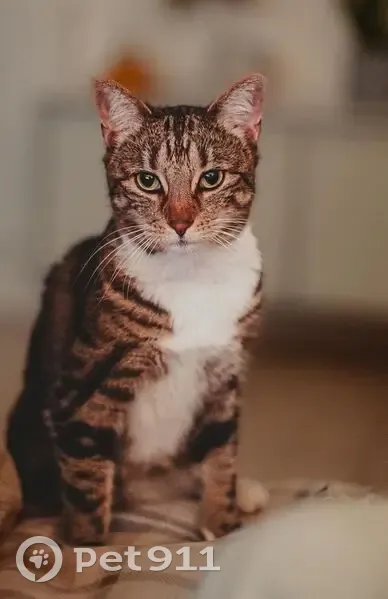 Lost cat, Diamond Drive, 5, London - female, small tabby with 4 white paws - photo