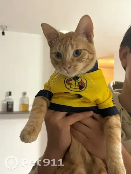 Perdido gato macho, Calle Camino Real, 112, Santiago de Querétaro - naranja, ojos verdes y hocico alargado - photo