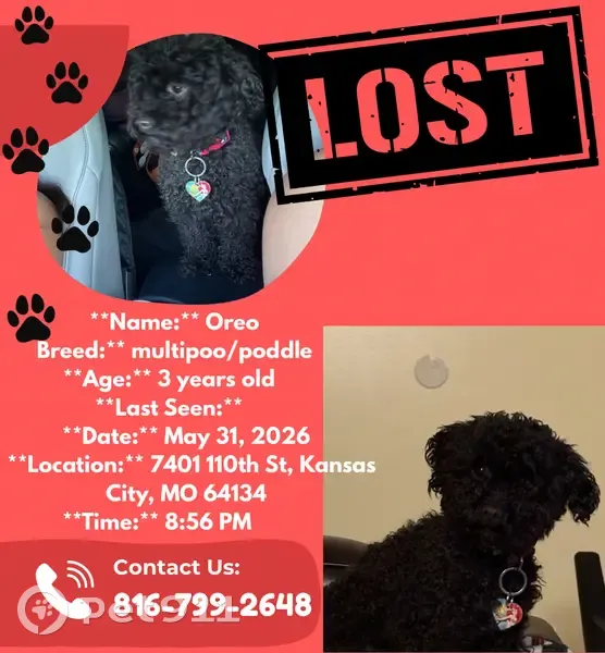 Lost dog, East 110th Street, 7371, Kansas City - female, very small, all black - photo