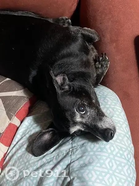 Lost dog, Chestnut Wood Drive, 202, Waynesville - female senior dachshund - photo