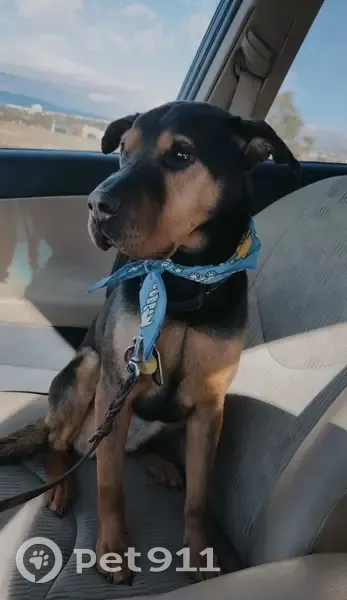 Lost dog, Turkey Track Road, Woodland Park - female, microchipped - photo