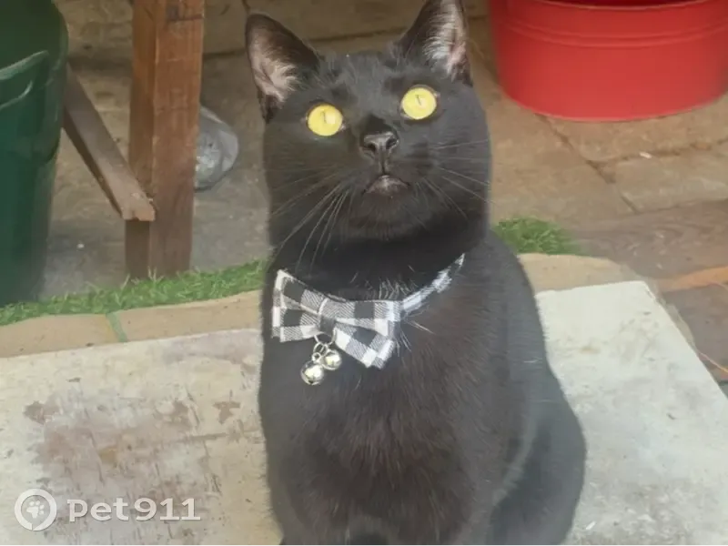Missing cat Male, Lambeth (ul488500) - photo