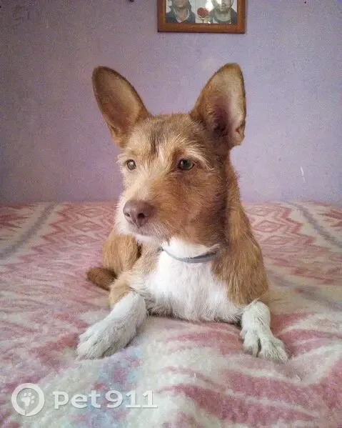 Perro perdido Hembra, Pozuelo de Alarcon (sl496191) - photo