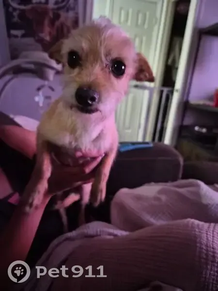 Missing dog Male, Midland (usl538891) - photo
