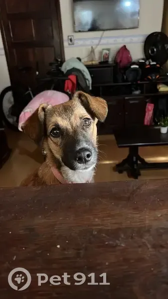 Cachorro perdido Fêmea (brl002892) - photo