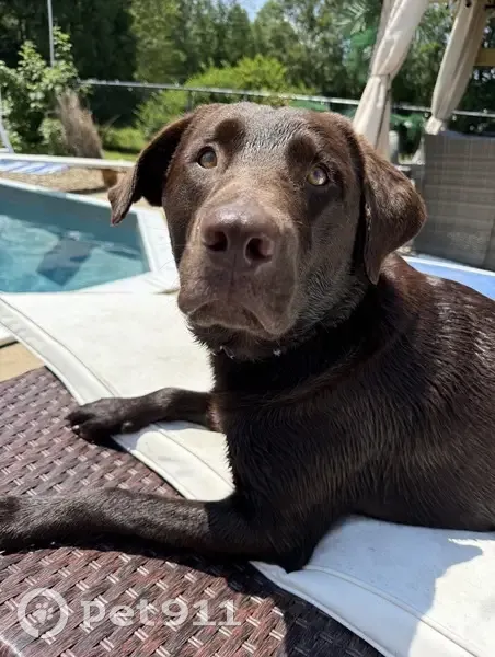 Missing dog Male, Rockville (usl538906) - photo