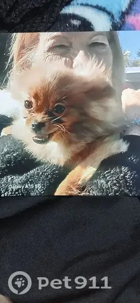 Missing dog Female, Miami Gardens (usl538915) - photo