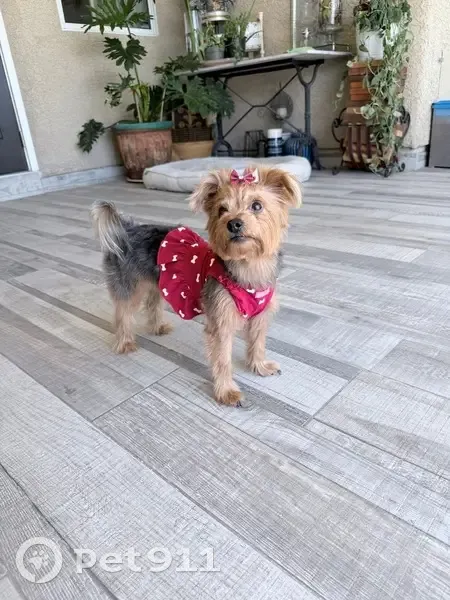 Missing dog Female, Paradise (usl538922) - photo