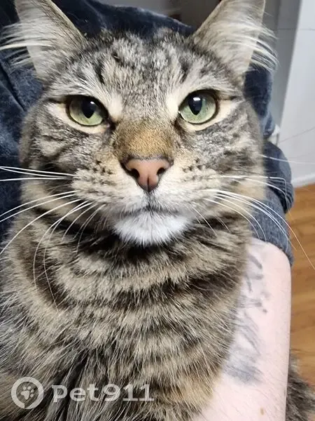 Missing cat Male, Raworth (al496470) - photo
