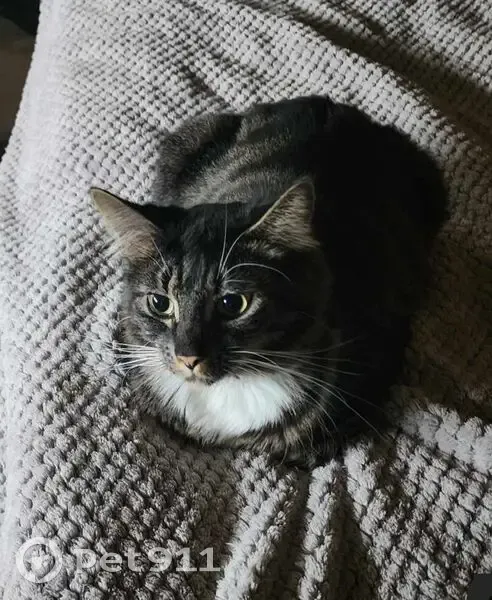 Missing cat Male, Tailem Bend (al496473) - photo
