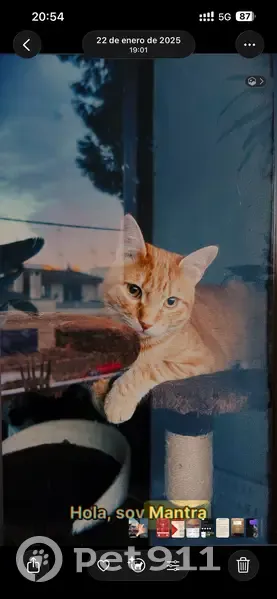 Perdido gato macho, S'Illot, Islas Baleares, Palma - dócil, ojos ámbar - photo