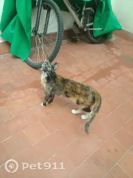 Encontrado gato, Calle Rodrigo Rebolledo, 4, Zaragoza - hembra, dócil - photo