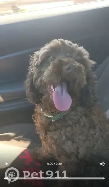 Lost dog, Jackson Street Southeast, 88, Atlanta - female cockapoo Chai - photo