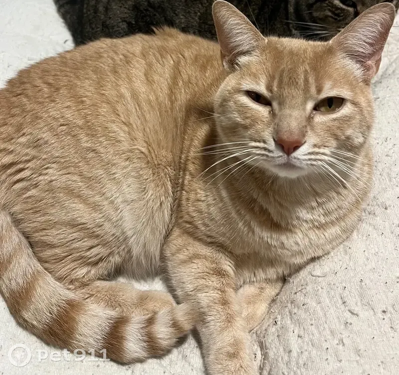 Perdido gato macho, Calle Moral Alta, Vigo — tiene chip - photo