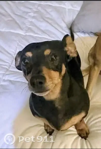 Lost dog, Strafford - 5 years old, skittish around new people - photo