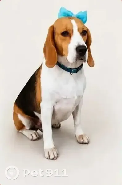 Perdido cachorro fêmea, Rua Penedo, São Paulo - Beagle tricolor muito assustada - photo