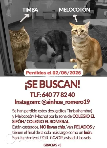 Perdidos gatos hembra, Molina de Segura — están pelados y asustados - photo