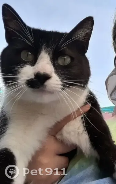 Perdido gato macho, Calle Licenciado Humberto Villarreal Rodríguez, Coahuila, Piedras Negras - negro con blanco y collar verde con cascabel - photo