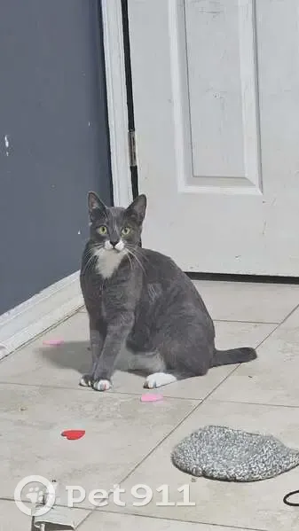 Lost cat, Batten Boulevard, Pensacola - male with a bob tail - photo