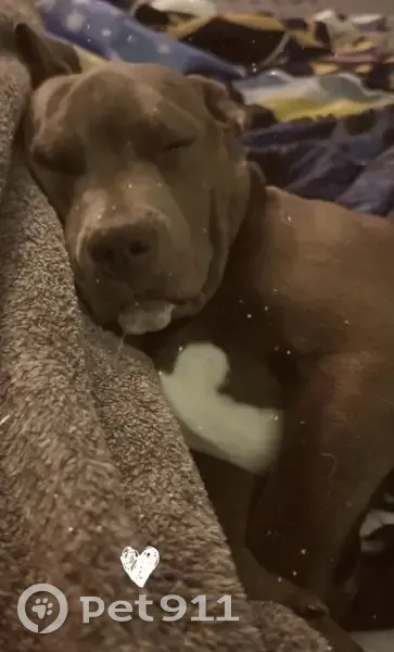 Lost dog, Old Hickory Road, 4000, Lancaster - male, grey pit puppy with white chest markings - photo