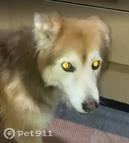 Perdido cachorro fêmea, Rua Alcobaça, 880 - surda, 15 anos, marrom com rosto branco - photo