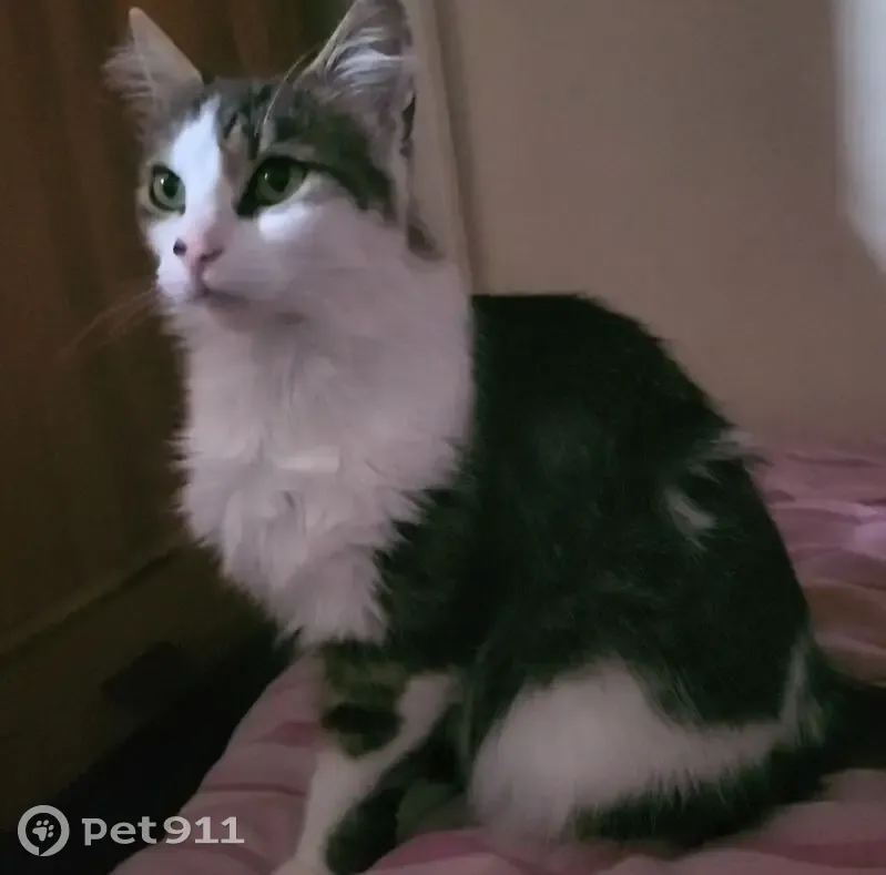 Lost cat, Tyseley, Birmingham, UK, Nuneaton - shy female cat with green eyes - photo