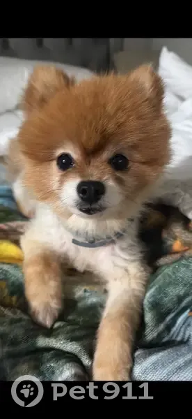 Lost dog, Foal CCt, 57, Melbourne — female Pomeranian, golden-coloured - photo