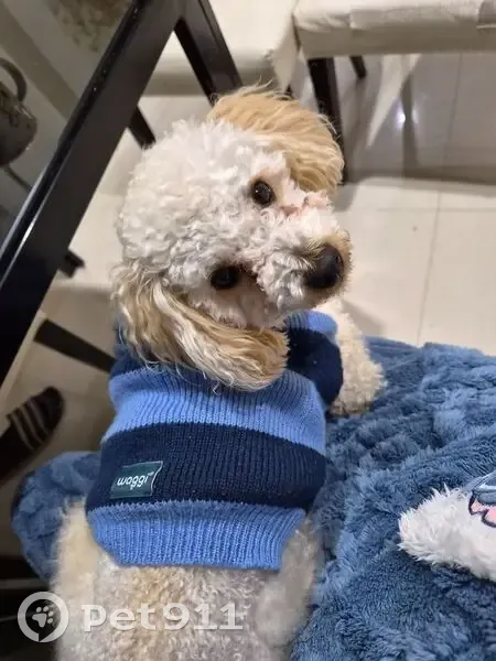 Lost dog, Melbourne - male Toy Poodle, small, wearing a blue sweater - photo