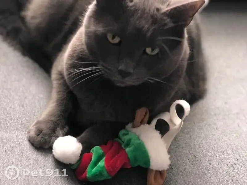Lost cat, East Street, 14, Doylestown - male, Russian blue with gray medium fur and a white belly patch - photo