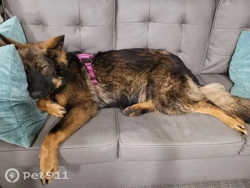 Lost dog, Calvary Drive, 143, Otto, Nashville - female, reactive, matted - photo