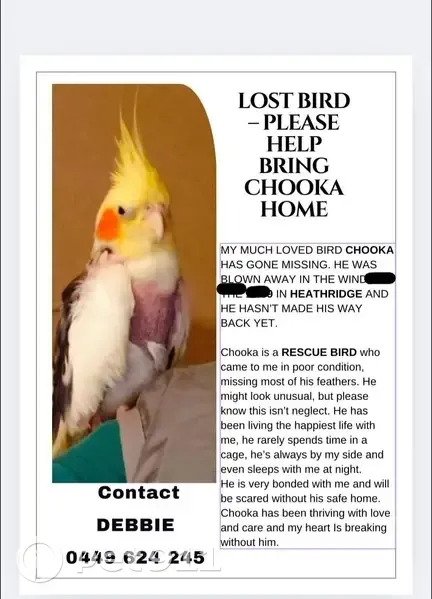 Lost bird, Caridean Street, 172, Wanneroo - male, red cheeks - photo