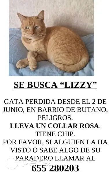 Perdido gato hembra, Calle Mulhacén, 35, Peligros, Granada - lleva collar rosa y negro - photo