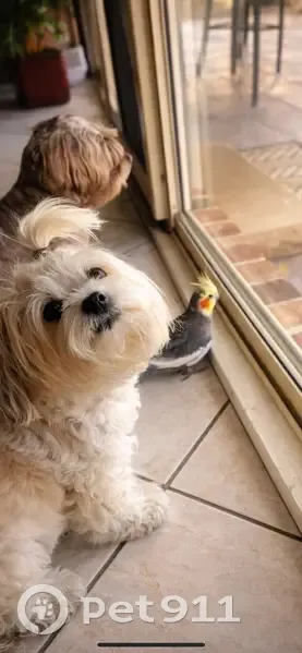 Lost bird, Dacre Street, 4, Randwick City Council, Coogee - 14-year-old cockatiel Bee - photo