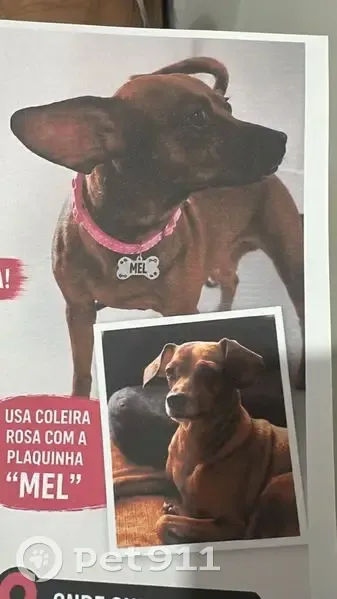 Perdido cachorro fêmea, Rodovia Estrada do Guarani (BR116), 343 - coleira rosa pontilhada com branco - photo