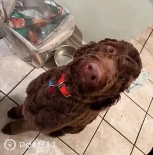 Lost dog, Drive 561, 114, Shannon, Tupelo - male, red collar - photo