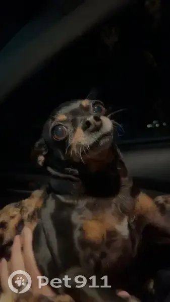 Lost dog, East Wayne Street, 1081, Van Alstyne - photo