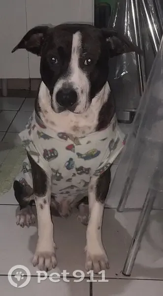 Encontrado cachorro macho, André da Cunha Fonseca - Vila Nova Utinga, São Paulo - SP - porte grande, amoroso e brincalhão - photo