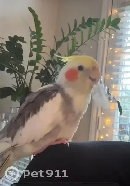 Lost bird, Memorial View Drive, Houston - male cockatiel - photo
